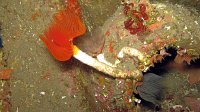 060 Protule (Protula sp)